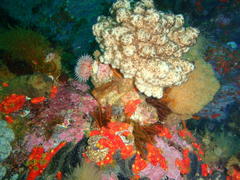 Eunephthya thyrsoidea