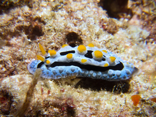 Sky Blue Phyllidia