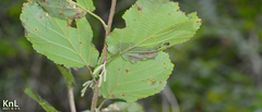 Alnus hirsuta