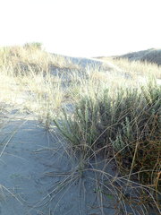 Ozothamnus leptophyllus