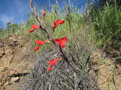 Gladiolus splendens
