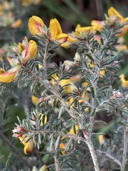 Pultenaea hispidula