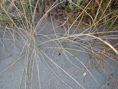 Ozothamnus leptophyllus