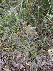 Pultenaea hispidula
