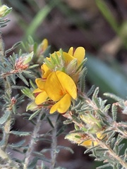 Pultenaea hispidula