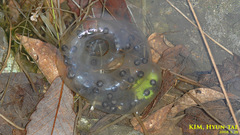 Hynobius quelpaertensis