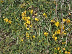 Pultenaea maritima