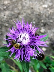 Centaurea phrygia