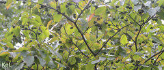 Neoshirakia japonica