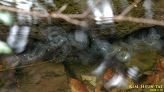 Hynobius quelpaertensis