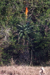 Aloe africana