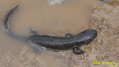 Hynobius quelpaertensis