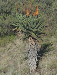Aloe africana
