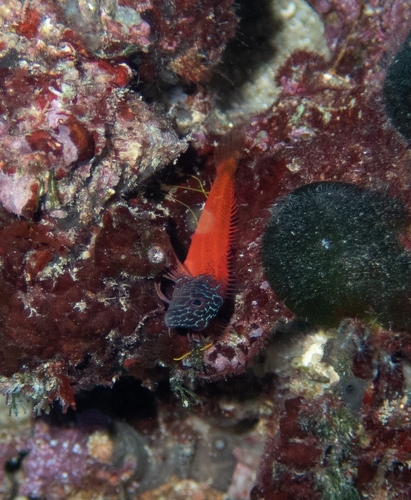 Babica crnoglava (Microlipophrys nigriceps)