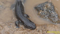 Hynobius quelpaertensis