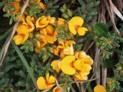 Pultenaea maritima
