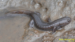 Hynobius quelpaertensis