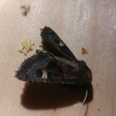 Nyssocnemis eversmanni