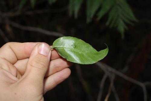 Water Silkybark (Maytenus cordata)