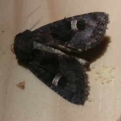 Nyssocnemis eversmanni