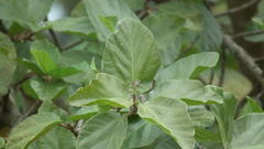 Ficus sycomorus sycomorus