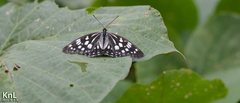 Hestina persimilis