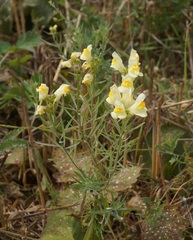 Linaria biebersteinii ruthenica