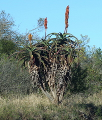 Aloe africana