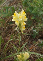 Linaria biebersteinii ruthenica