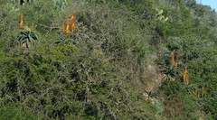 Aloe africana
