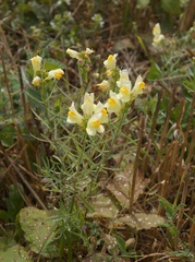 Linaria biebersteinii ruthenica