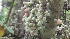 Ficus sycomorus sycomorus