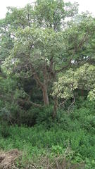 Ficus sycomorus sycomorus