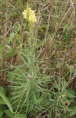 Linaria biebersteinii ruthenica