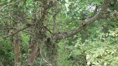 Ficus sycomorus sycomorus