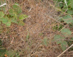 Galium tenuissimum