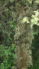 Ficus sycomorus sycomorus