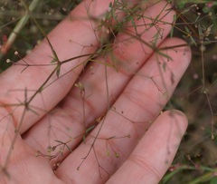 Galium tenuissimum