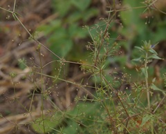 Galium tenuissimum
