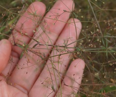 Galium tenuissimum