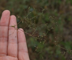 Galium tenuissimum
