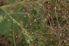 Galium tenuissimum