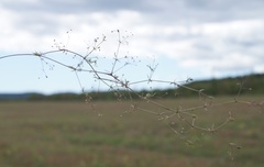 Galium tenuissimum