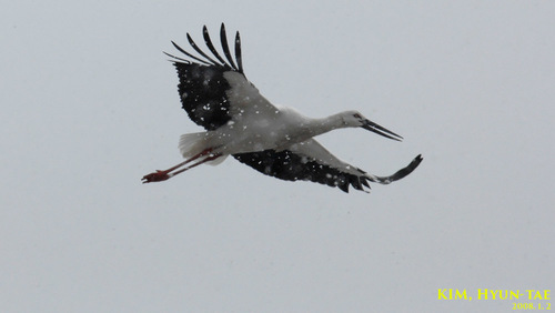 Oriental Stork