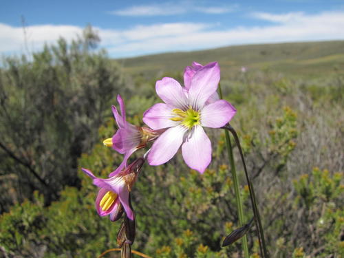 Wing Kalossie (Ixia alata)