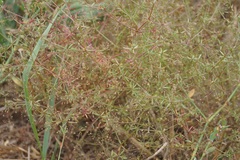 Galium tenuissimum