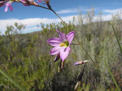 Ixia alata