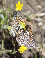 Euphydryas editha bayensis