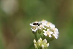 Hylaeus