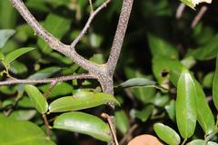 Monanthotaxis caffra